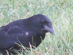 Corvus corone