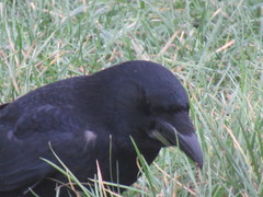 Corvus corone