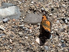 Phyciodes tharos image