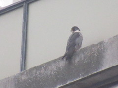 Falco peregrinus