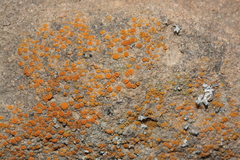 Polycauliona luteominia