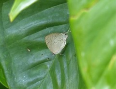 Symbiopsis lenitas