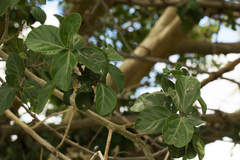 Ficus sycomorus subsp. sycomorus image