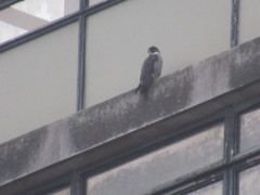 Falco peregrinus