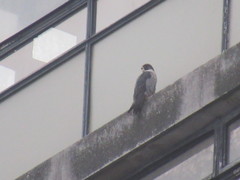 Falco peregrinus