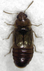 Austrolophrum cribriceps