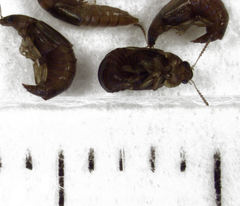 Austrolophrum cribriceps