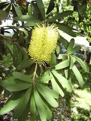 Austrolophrum cribriceps