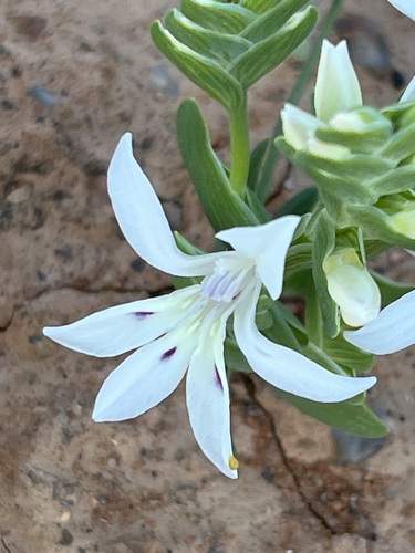 Lapeirousia spinosa