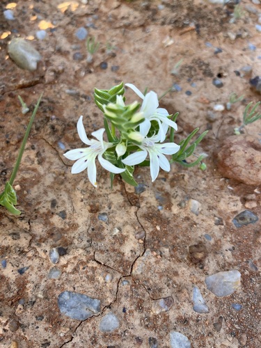 Lapeirousia spinosa