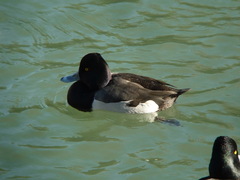 Aythya affinis × collaris