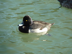 Aythya affinis × collaris