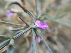 Dicliptera peduncularis