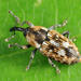 Beet Petiole Borer - Photo (c) Tom Murray, some rights reserved (CC BY-NC), uploaded by Tom Murray