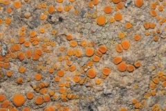 Polycauliona luteominia