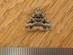 Dichromodes longidens