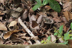 Taygetis nympha