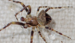 Araneus montereyensis
