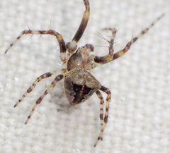 Araneus montereyensis