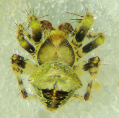 Araneus montereyensis