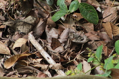 Taygetis nympha