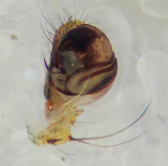 Araneus montereyensis