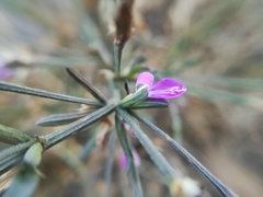 Dicliptera peduncularis