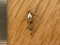 Arrade leucocosmalis