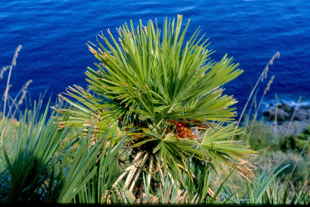 Rhapidinae