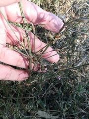 Dicliptera peduncularis