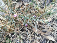 Dicliptera peduncularis