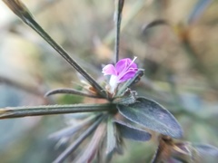 Dicliptera peduncularis