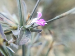 Dicliptera peduncularis