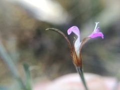 Dicliptera peduncularis