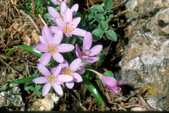Colchicum cupanii