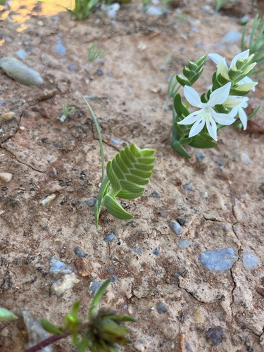 Lapeirousia spinosa