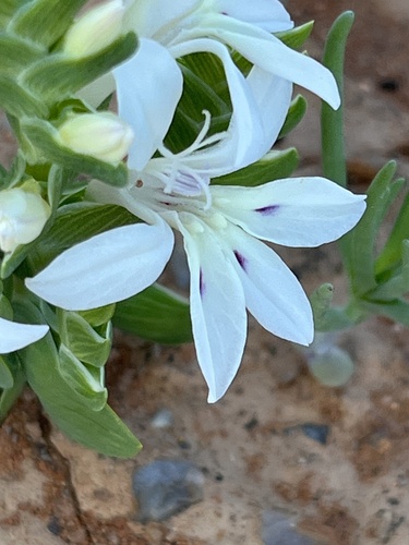 Lapeirousia spinosa
