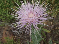 Cirsium ochrocentrum ochrocentrum