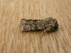 Ectopatria subrufescens