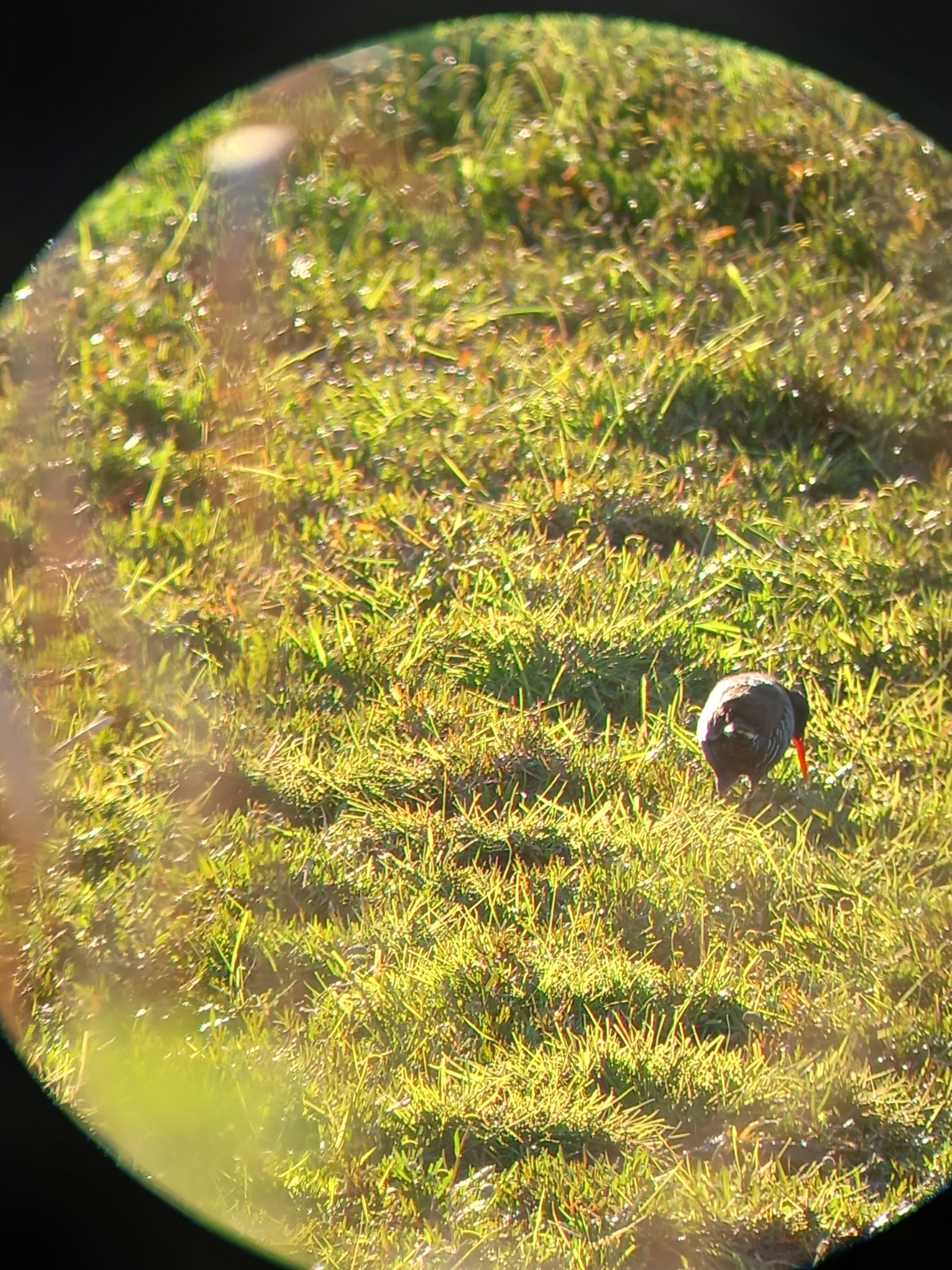 African Rail (Rallus caerulescens), photo 5