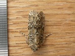 Ectopatria subrufescens