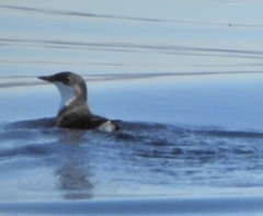 Synthliboramphus scrippsi