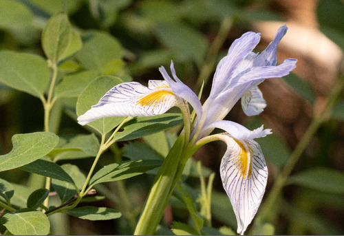 iNaturalist observation 2021-06-13