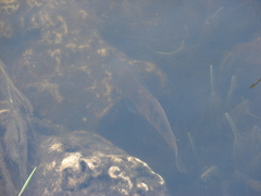 Astronotus ocellatus