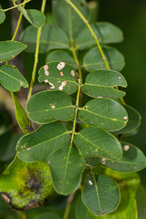 Pterocarpus lucens image