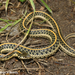 Plains Garter Snake - Photo (c) Beren Erkan (herper/photographer), some rights reserved (CC BY-NC), uploaded by Beren Erkan (herper/photographer)