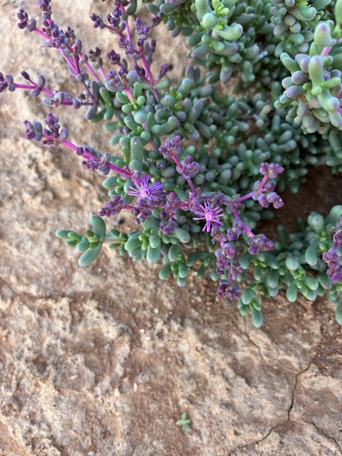 Image of Eberlanzia dichotoma by (c) Charleen Brunke, some rights reserved (CC BY)