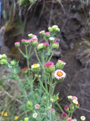 Erigeron apiculatus