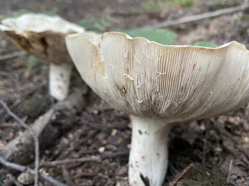 Наблюдение на iNaturalist