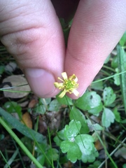 Ranunculus macropus